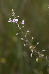 Desmodium